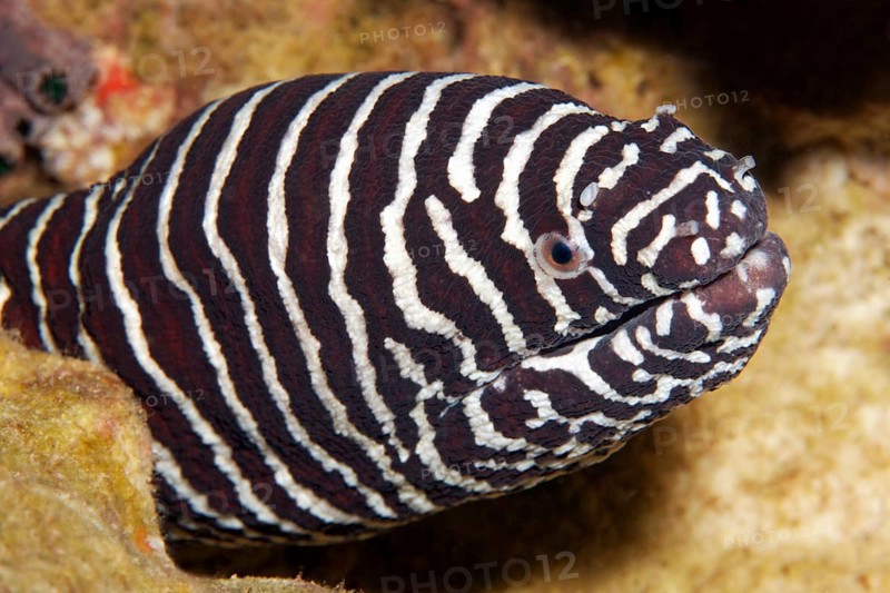 Zebra moray (Gymnomuraena zebra)