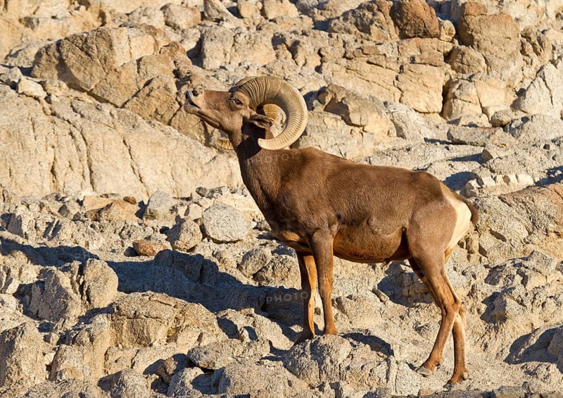 Bighorn Sheep (Ovis canadensis)