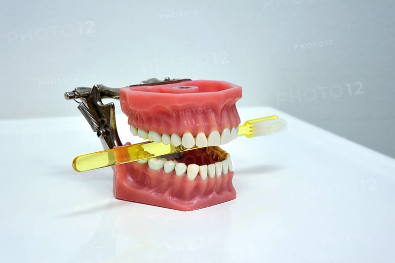 Dentition model with a toothbrush