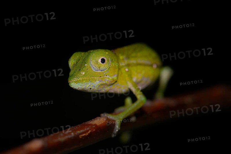 Chameleon (Calumma marojezense)