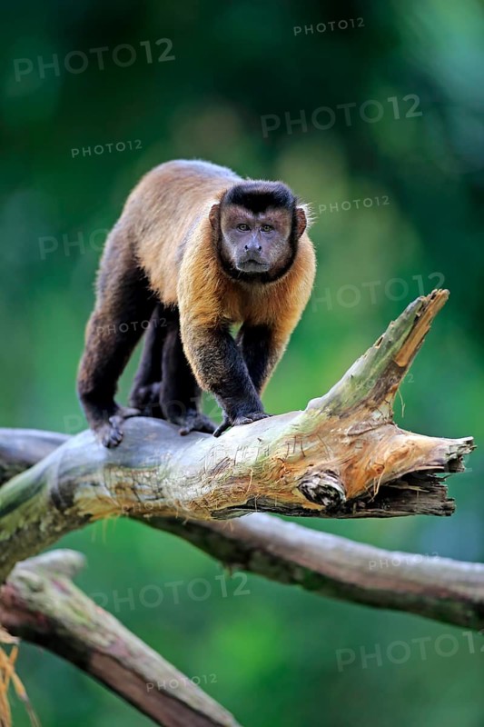 Brown Capuchin or Tufted Capuchin (Cebus apella)