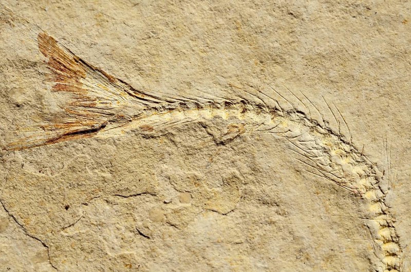 Fossil of a herring-related fish (Anaesthanion angustus)