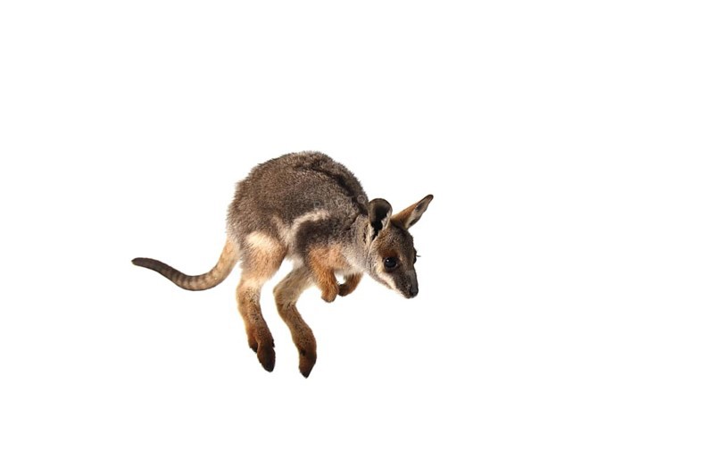 Yellow-Footed Rock-Wallaby (Petrogale xanthopus)