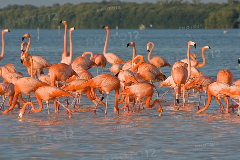 American flamingos (Phoenicopterus ruber)