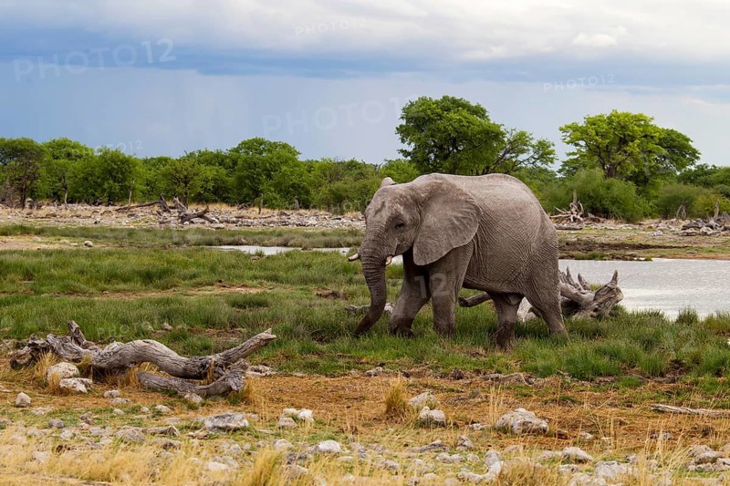 African Elephant (Loxodonta africana)