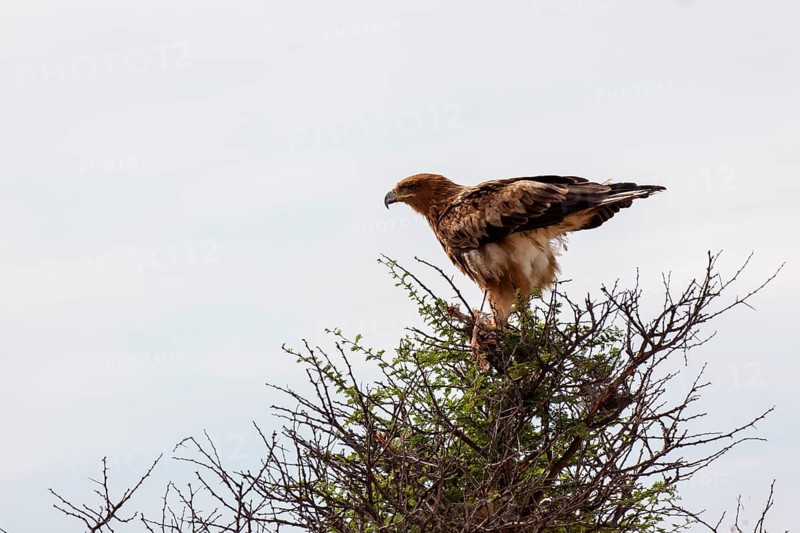 Tawny eagle (Aquila rapax)