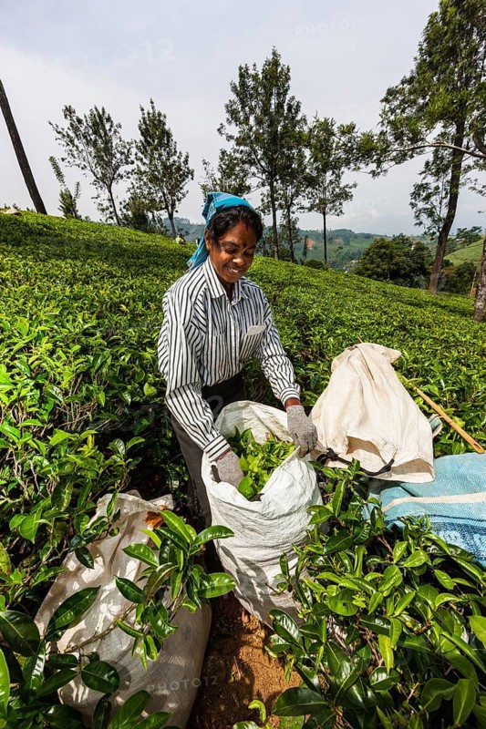 Tea picker