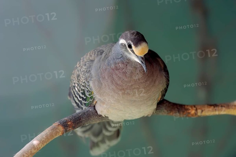 Common Bronzewing (Phaps chalcoptera)