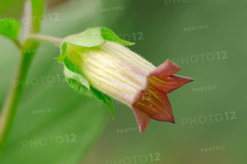 Deadly Nightshade (Atropa belladonna)
