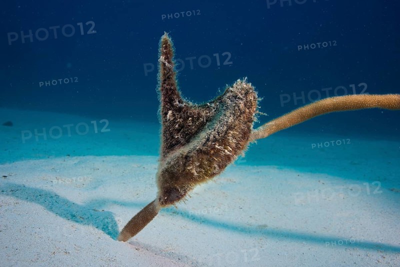 Winged Oyster (Pteria)