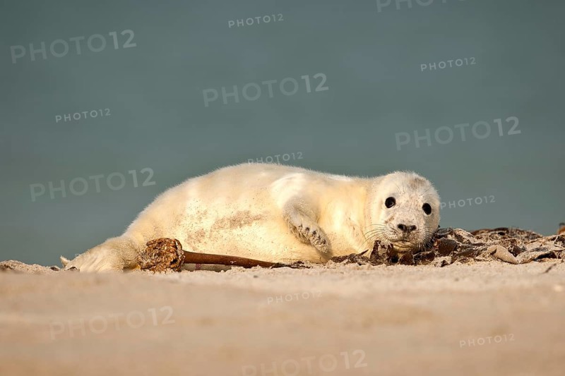 Grey Seal (Halichoerus grypus)
