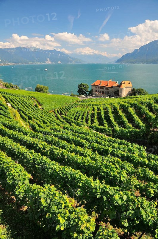 Views over the vineyards with Chateau de Glerolles and Lake Geneva towards the Swiss Rhone Valley