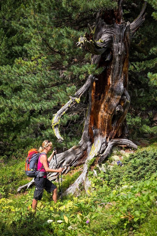 Woman hiking through the pine forest God Tamangur