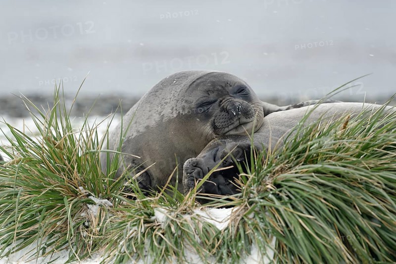 Two Southern elephant seals (Mirounga leonina)