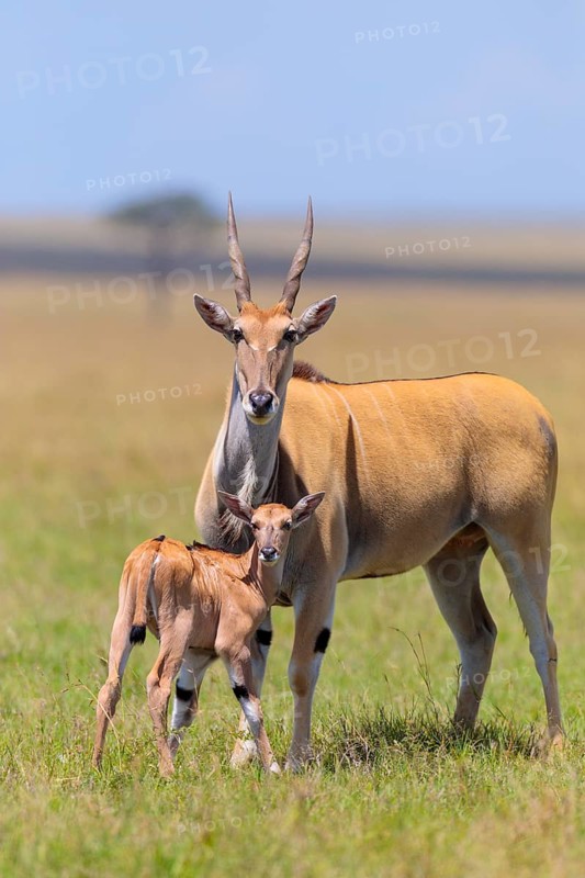 Common eland (Taurotragus oryx)