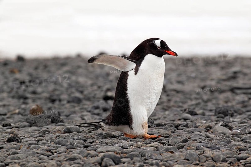 Gentoo Penguin (Pygoscelis papua)
