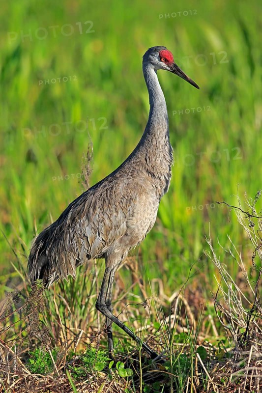 Sandhill Crane (Grus canadensis)