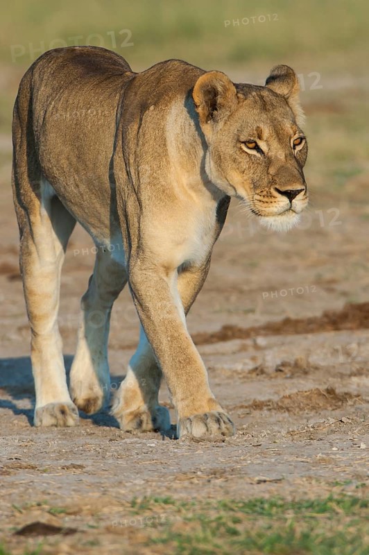 Lioness (Panthera leo)