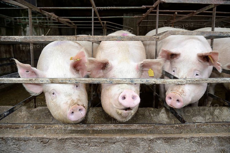 Pigs in a pig farm