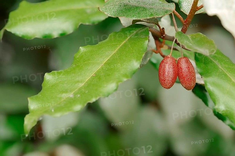 Thorny Elaeagnus (Elaeagnus pungens)