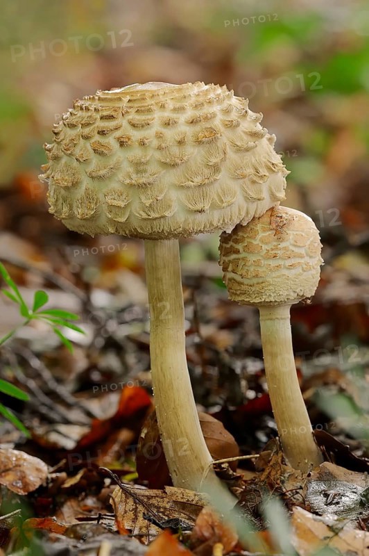 Shaggy Parasol (Macrolepiota rhacodes)