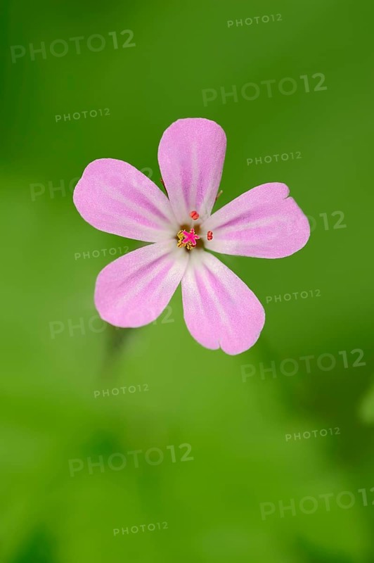 Herb Robert
