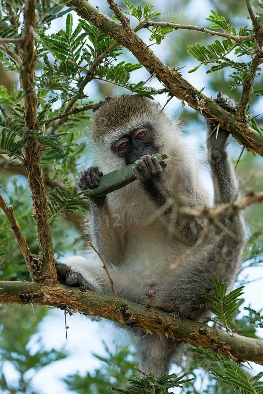 Vervet Monkey (Chlorocebus) feeding