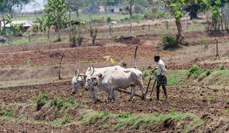 Indian farmer plowing field with yoke of oxen
