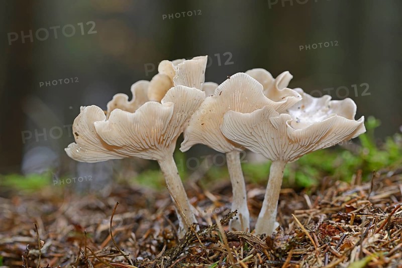 Clitocybe mushrooms (Clitocybe sp.)