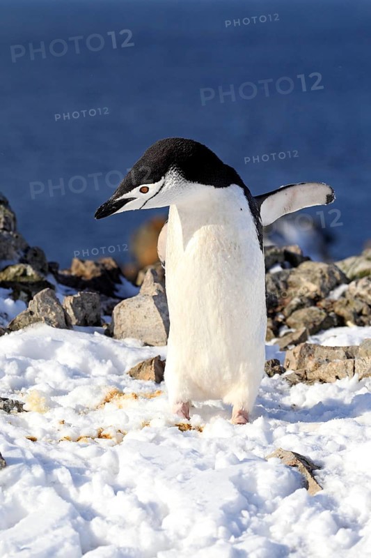 Chinstrap Penguin (Pygoscelis antarctica)