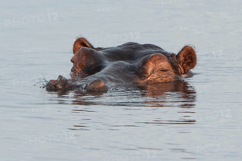 Hippopotamus (Hippopotamus amphibius)