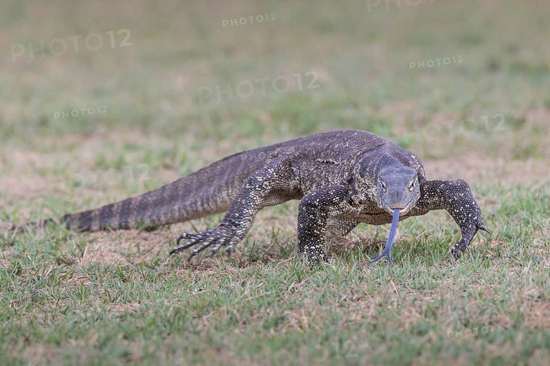 Nile Monitor (Varanus niloticus)