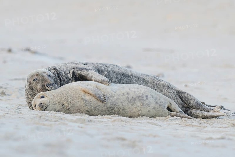 Grey Seals (Halichoerus grypus)
