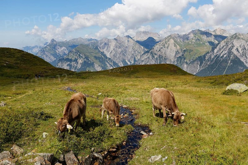 Cows grazing on a mountain stream