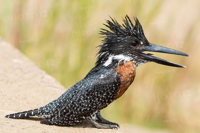 Giant Kingfisher (Megaceryle maximus)