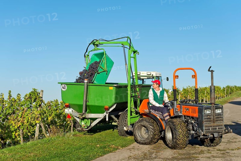 A small tractor is taking harvested grapes out of a vineyard