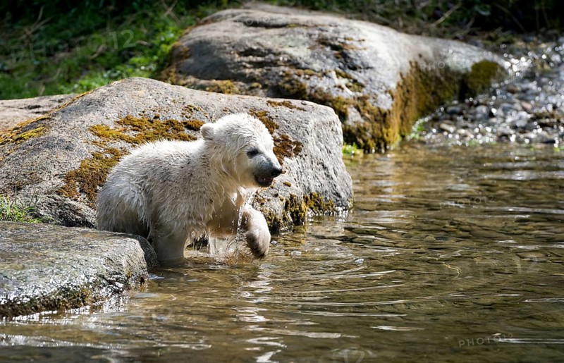 Polar Bear (Ursus maritimus)