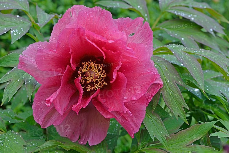 Tree Peony (Paeonia suffruticosa 'Leda')