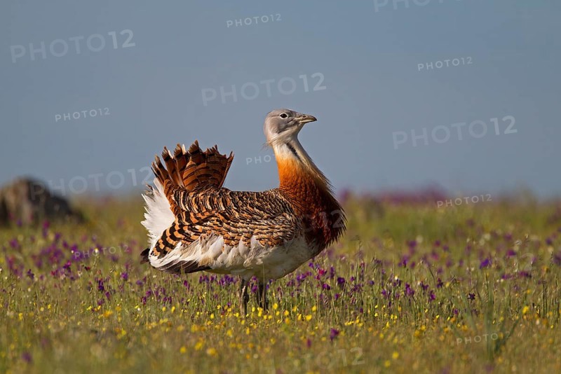 Great Bustard (Otis tarda)