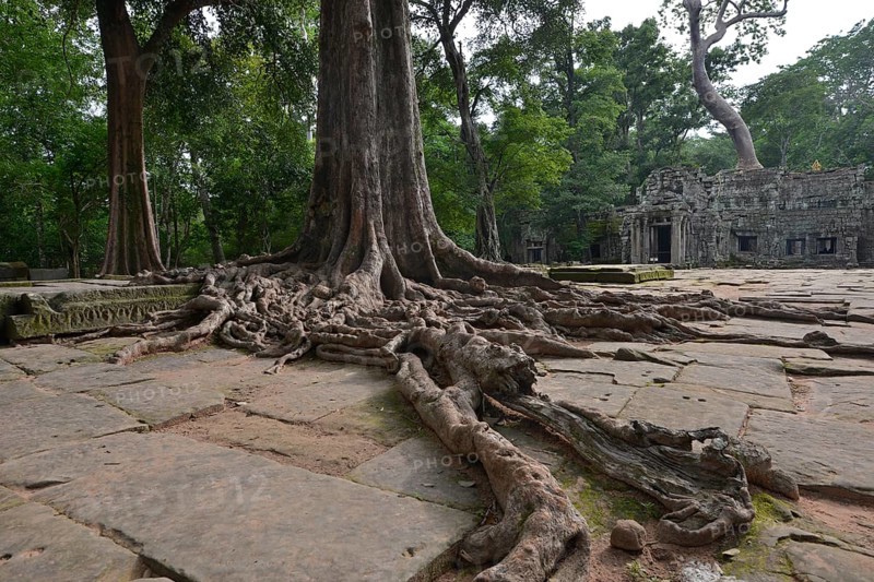 Ta Prohm temple complex overgrown with strangler fig(Ficus virens)