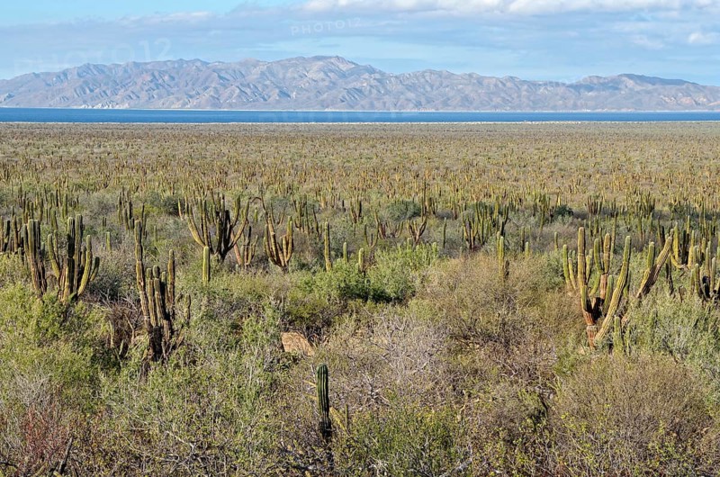Cacti steppe with Cardon cacti
