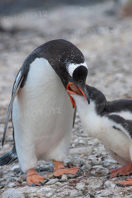 Gentoo Penguin (Pygoscelis papua) feeding young
