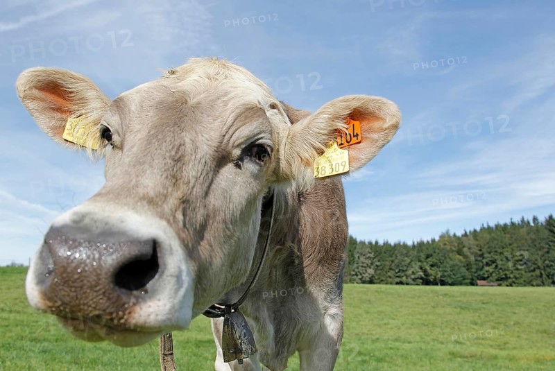 Allgau Cow on a pasture