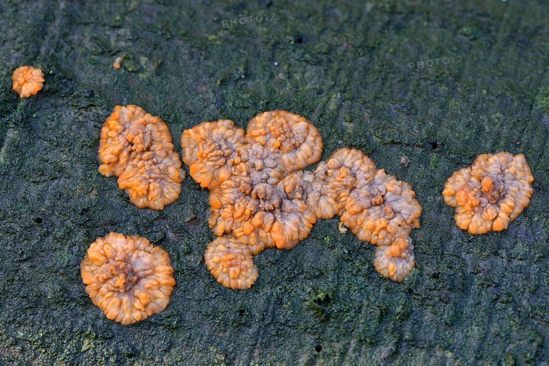 Wrinkled Crust (Phlebia radiata)