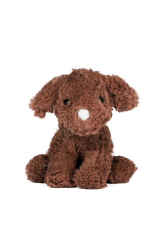Brown dog