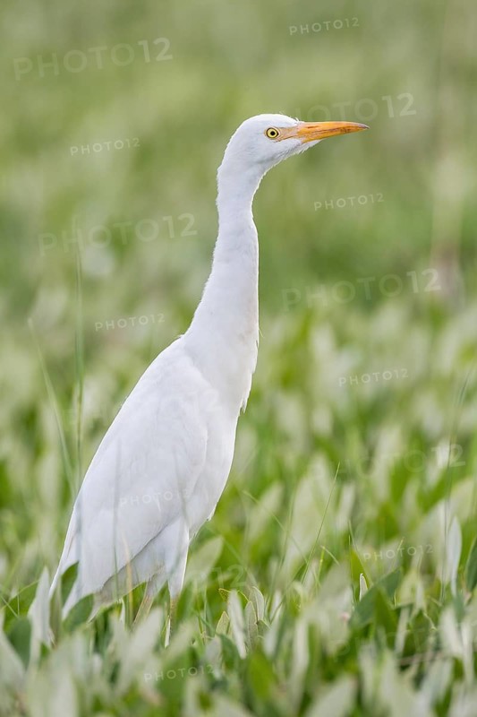 Cattle Egret (Bubulcus ibis)