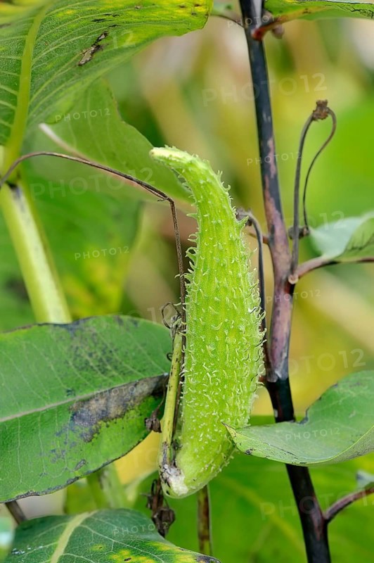 Common Milkweed