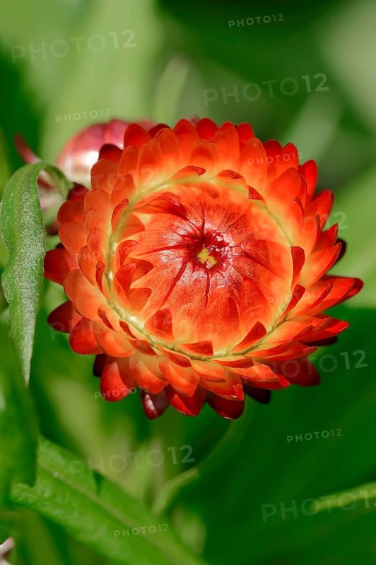 Golden Everlasting (Helichrysum bracteatum)