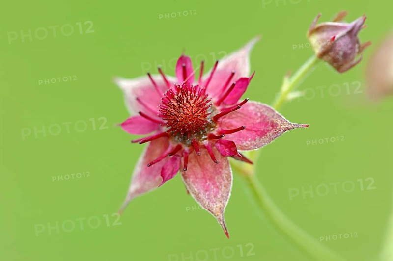 Marsh Cinquefoil (Potentilla palustris)