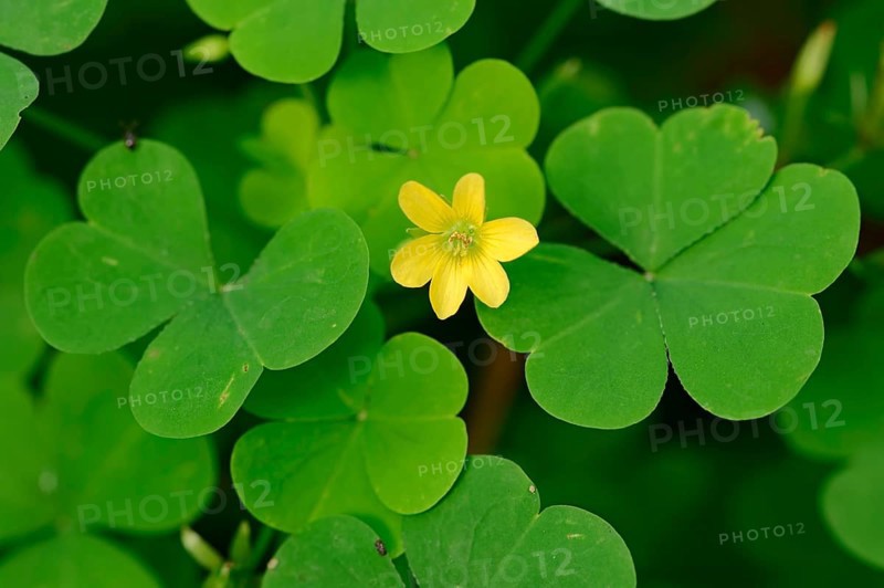 Yellow Woodsorrel